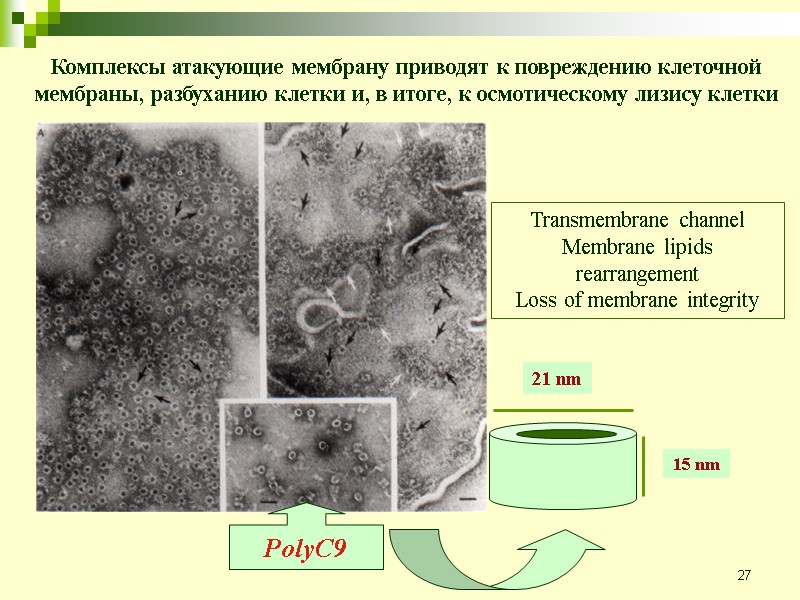 27 PolyC9 21 nm 15 nm Transmembrane channel Membrane lipids rearrangement Loss of membrane